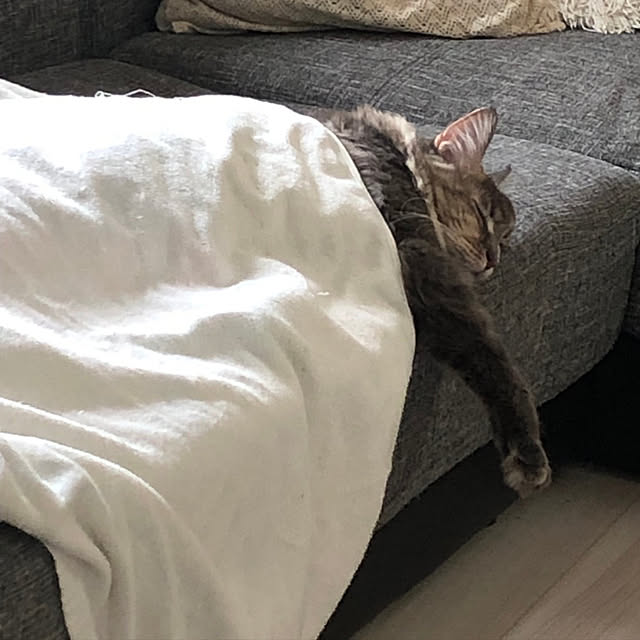 mayumiさんの実例写真