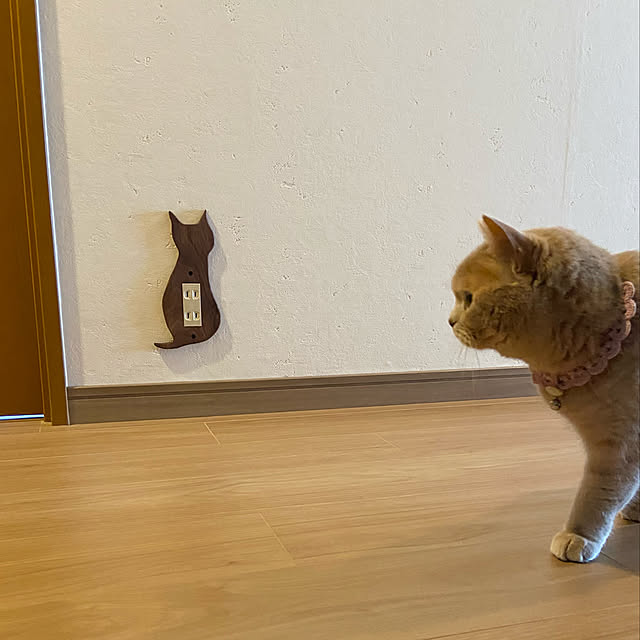 コンセントカバー/minneで購入♡/猫のいる暮らし/うさぎのいる暮らし/玄関/入り口のインテリア実例 - 2022-04-06 19:57:47