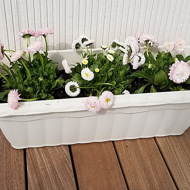 osakanaさんの実例写真