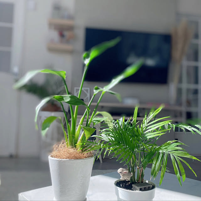mii_home_39さんの実例写真