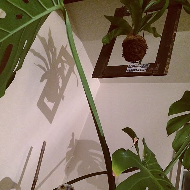 AROIDERSさんの実例写真