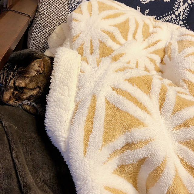 asaさんの実例写真