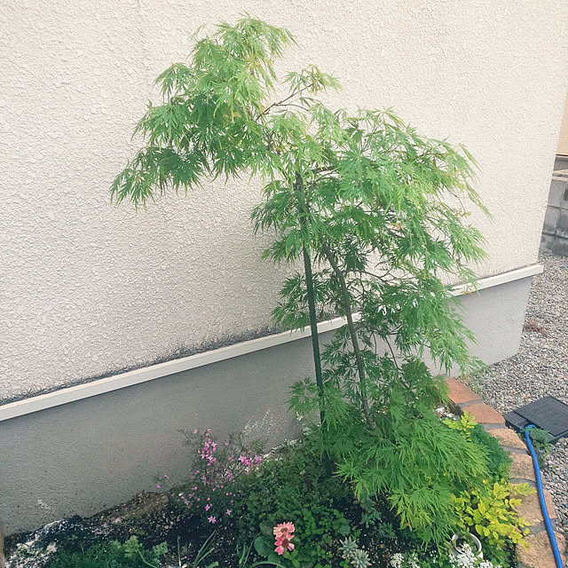 marokichiさんの実例写真
