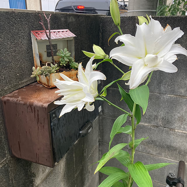 mamaさんの実例写真