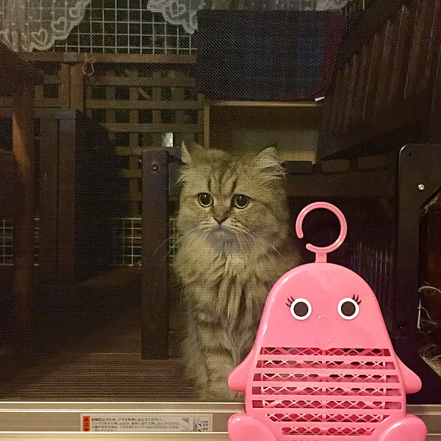 butachanさんの実例写真