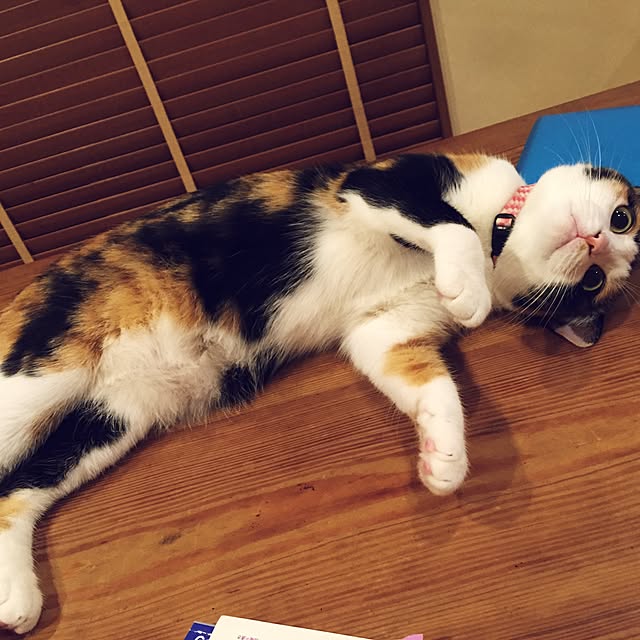 mayugonさんの実例写真