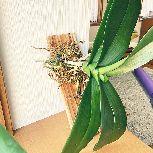 MIHOさんの実例写真