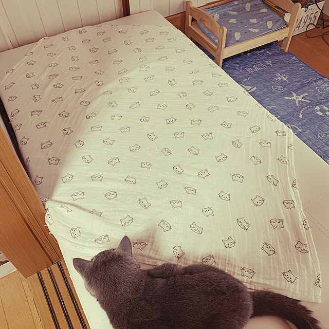 CATさんの実例写真