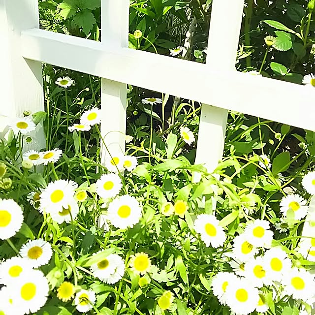 s.mamaさんの実例写真