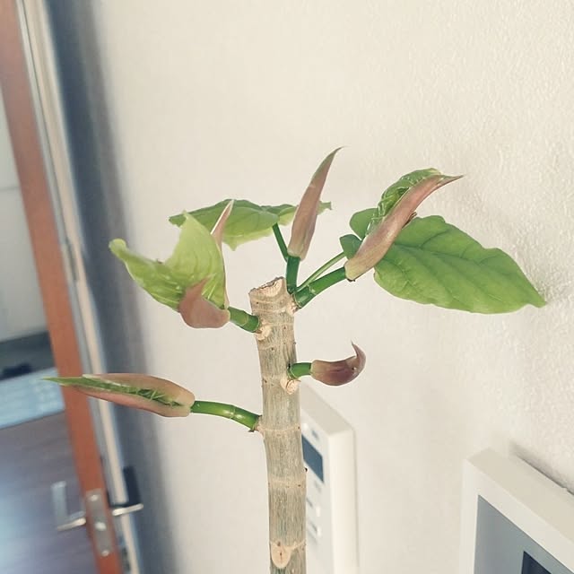tan5さんの実例写真