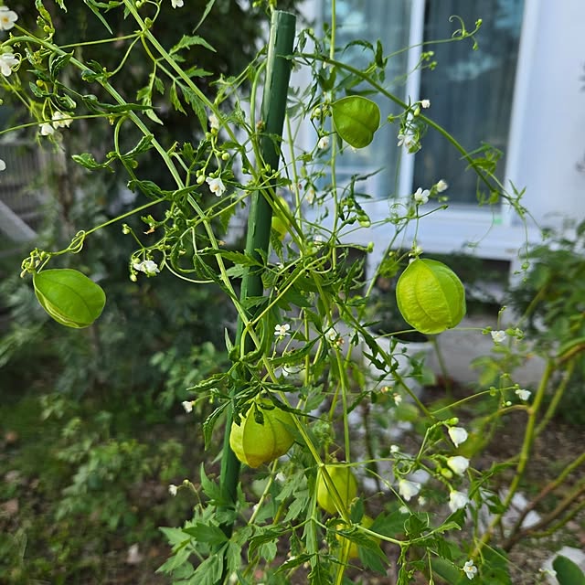mayumiさんの部屋