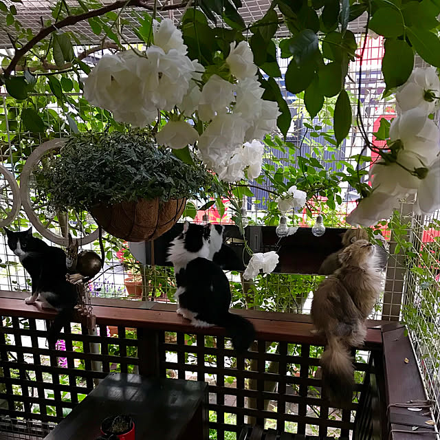 butachanさんの実例写真