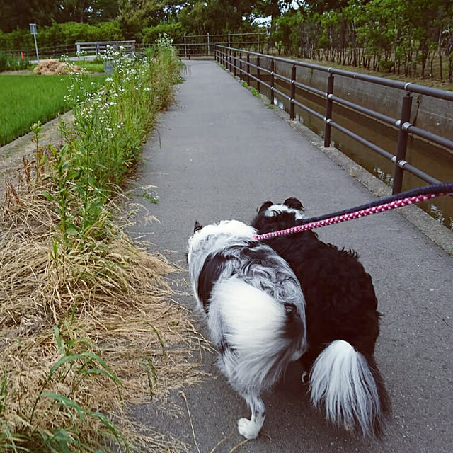 実例写真