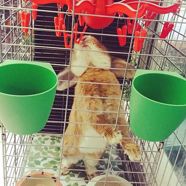 MARIさんの実例写真