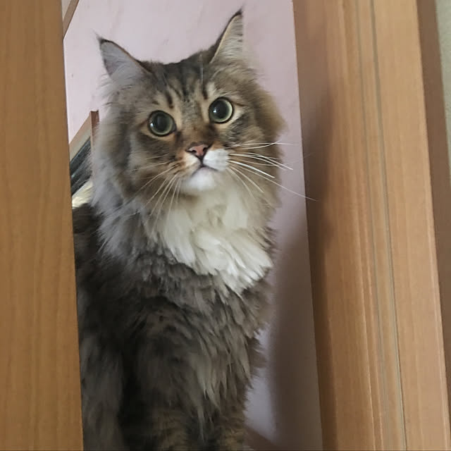 CATさんの実例写真