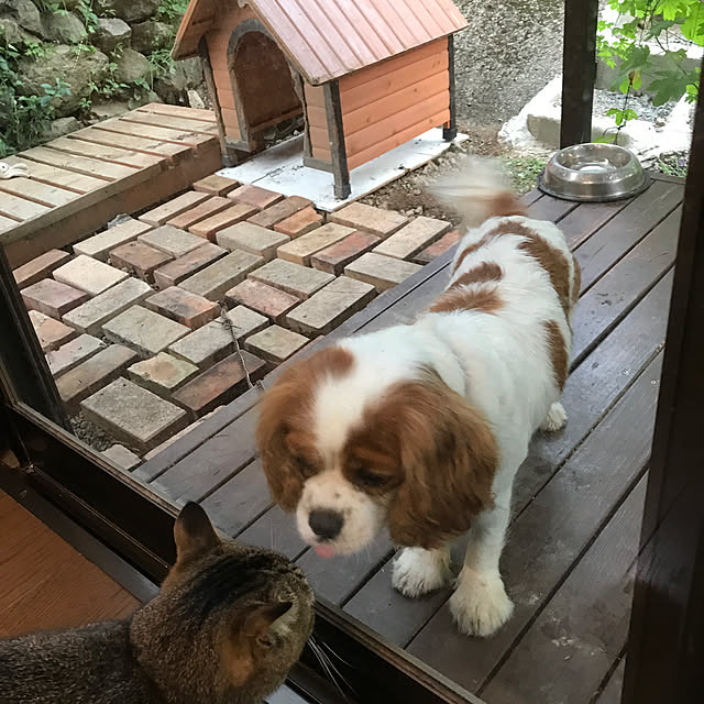 pepeさんの実例写真