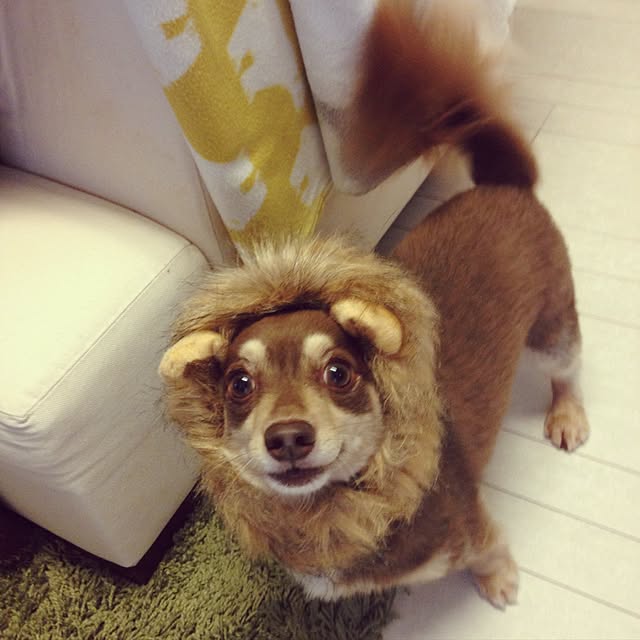 rikakoさんの実例写真