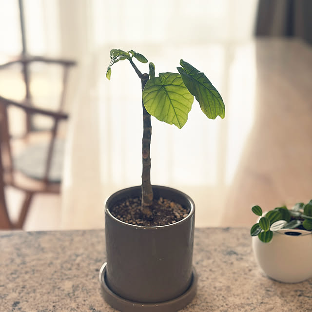 Anthuriumさんの部屋