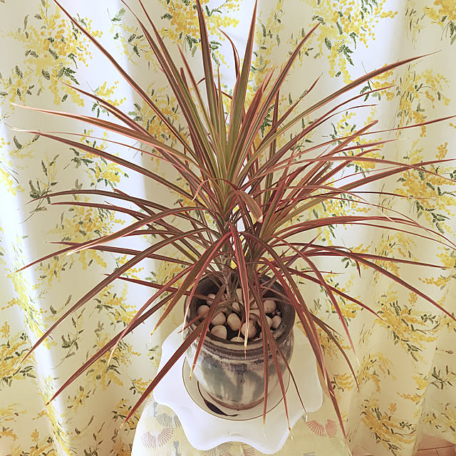 fuyiqian1026さんの実例写真