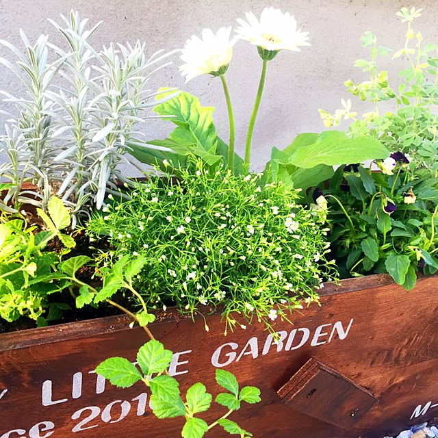寄せ植え 木製プランターのおすすめ商品とおしゃれな実例 寄せ植え 木製プランターのおすすめ商品とおしゃれな実例