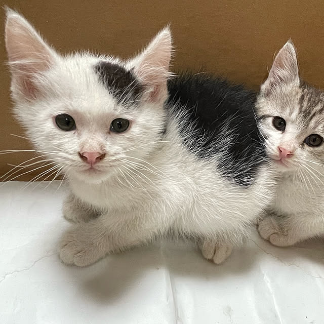 nekosamaさんの実例写真