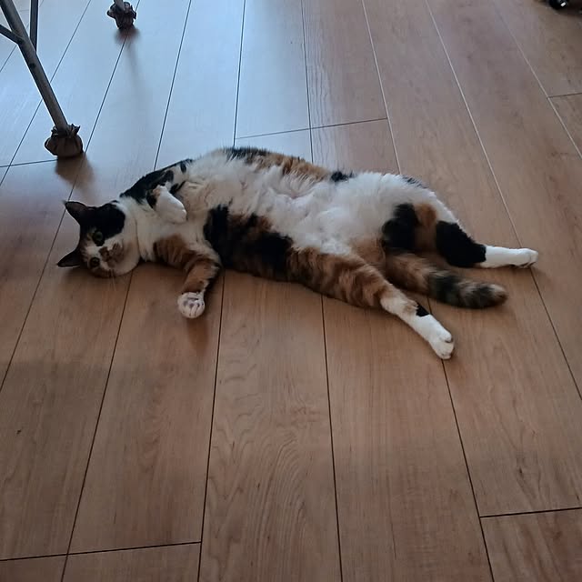 aiさんの実例写真