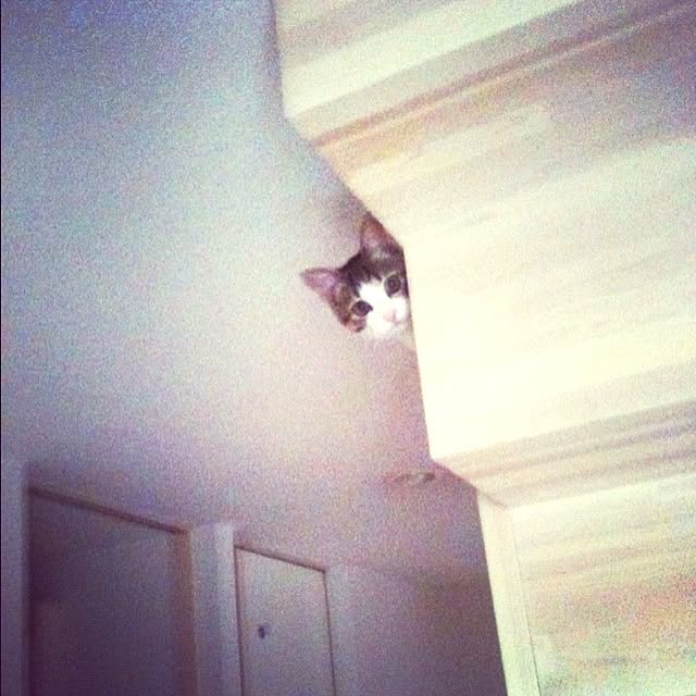 玄関/入り口/ねこ/階段のインテリア実例 - 2012-11-06 00:52:27