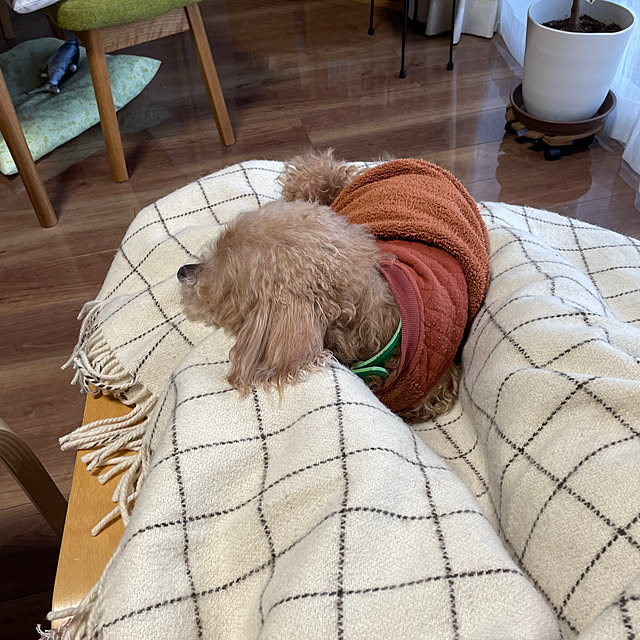 ponさんの部屋