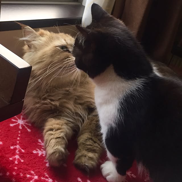 butachanさんの実例写真