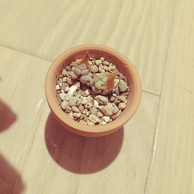 ayapiiiiceさんの実例写真