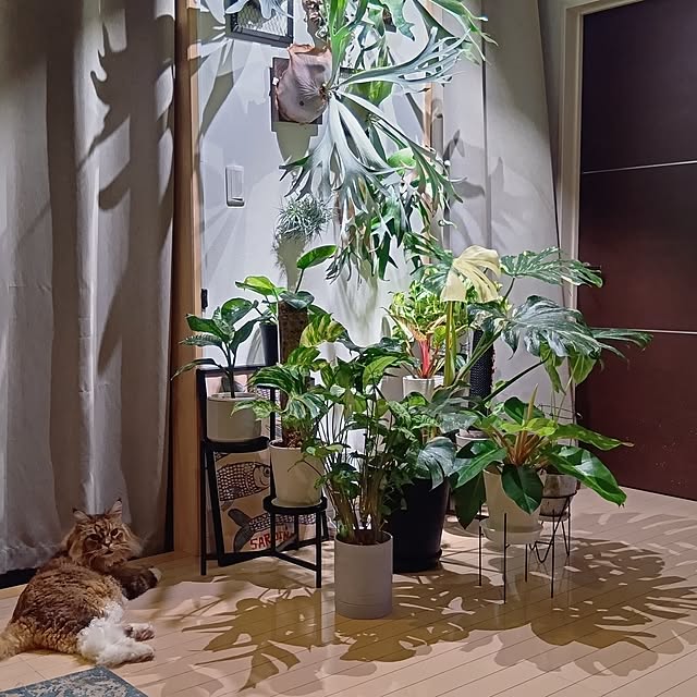 saeさんの実例写真