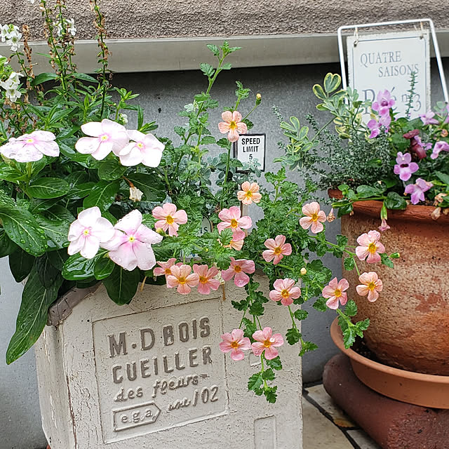 壁/天井/静かなひととき/雑貨大好き♡/花のある生活/花を飾る暮らし...などのインテリア実例 - 2021-08-12 11:42:49