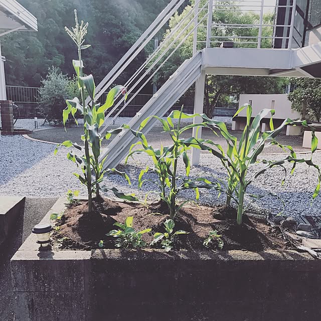 asukanさんの実例写真