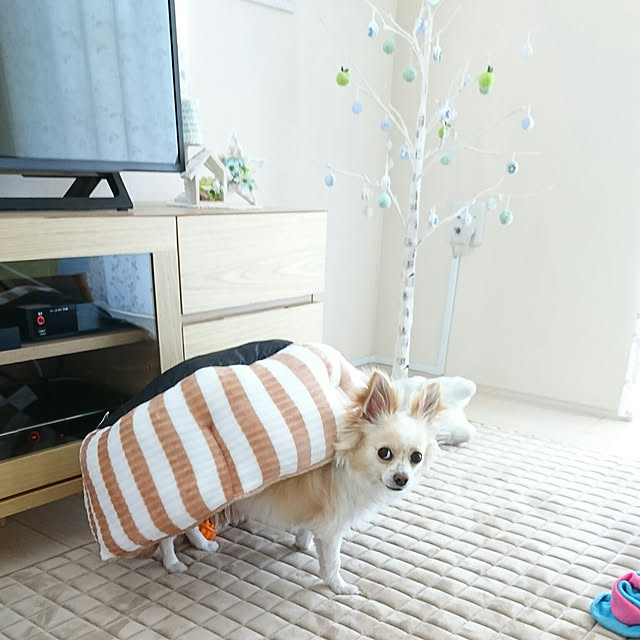 PAOさんの実例写真