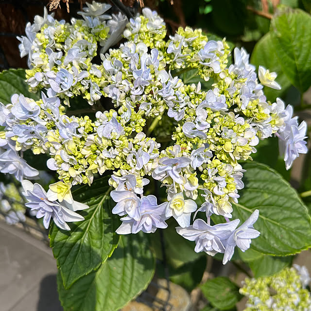 つぼみ/自宅の庭/生けてみました/緑がもりもり/紫陽花色づきました...などのインテリア実例 - 2023-06-06 21:46:19