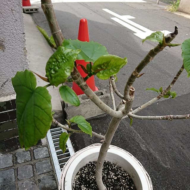 poniさんの実例写真