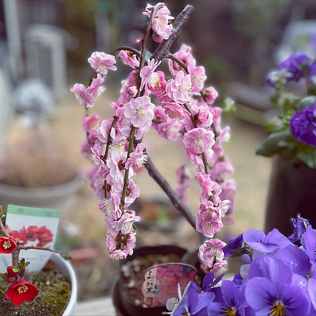 aoi_mamaさんの実例写真