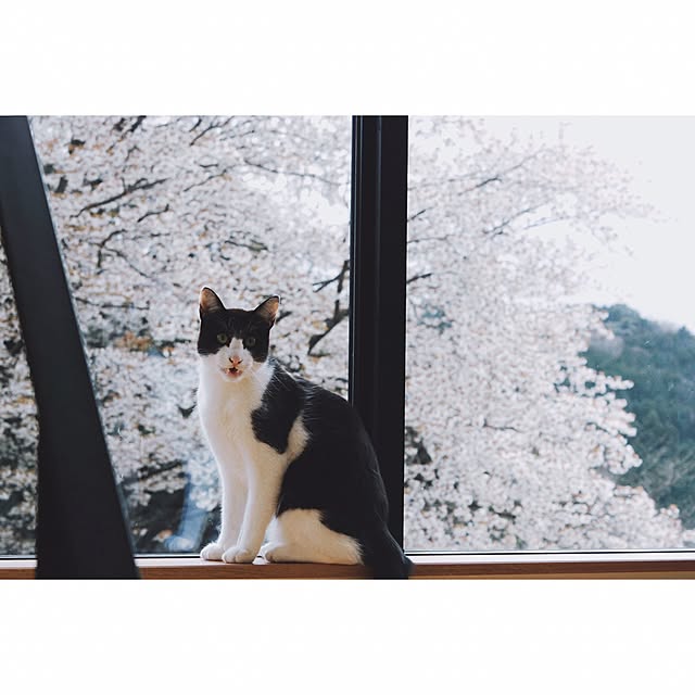 mitsuoomさんの実例写真