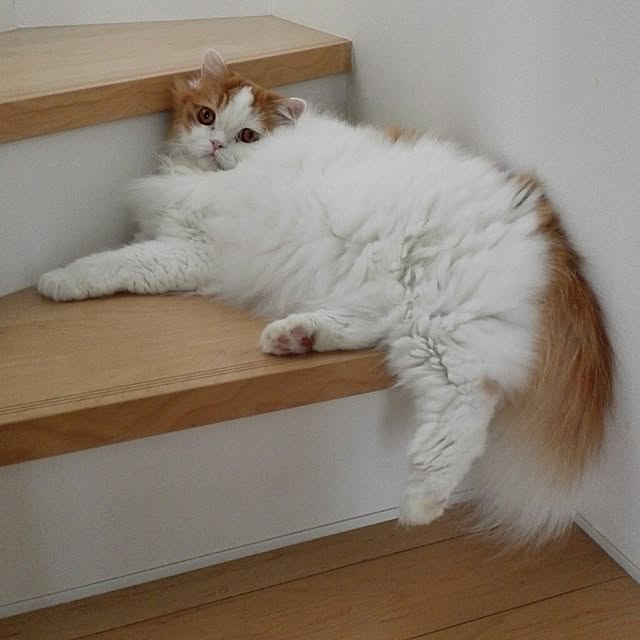 1ldksさんの実例写真