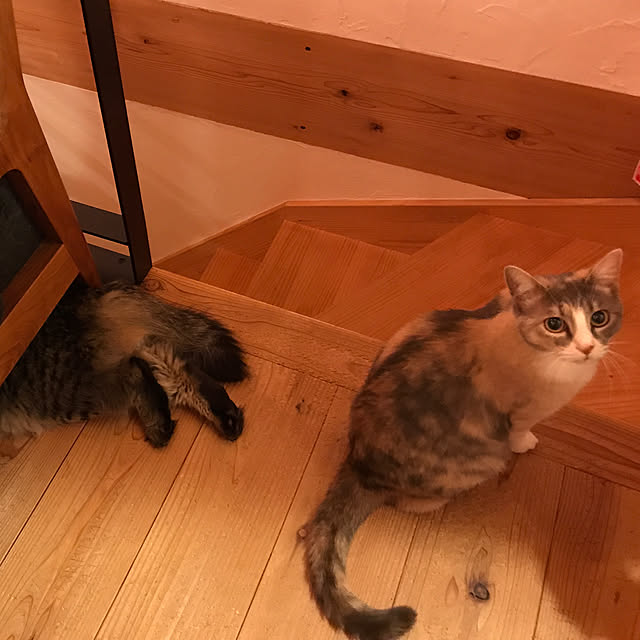 sakurasakuさんの実例写真