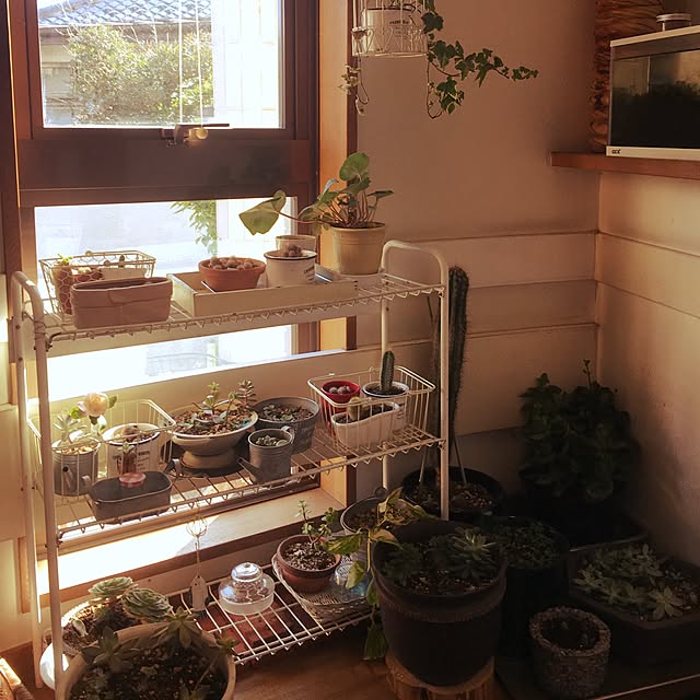 玄関/入り口/観葉植物のインテリア実例 - 2017-01-03 13:17:48