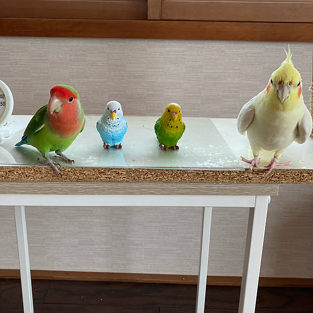 toratanさんの実例写真