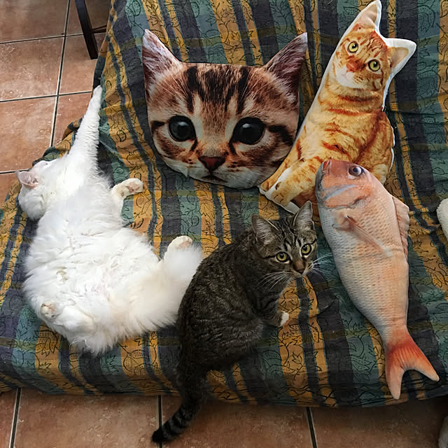 shigimiさんの実例写真