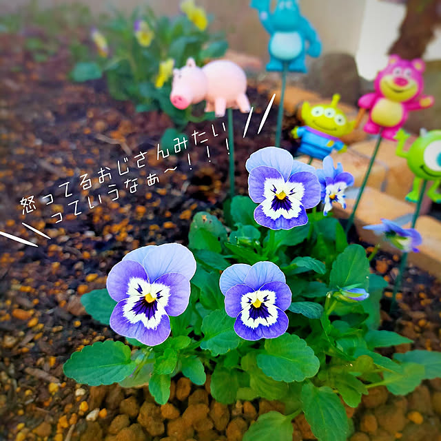 pecoさんの実例写真
