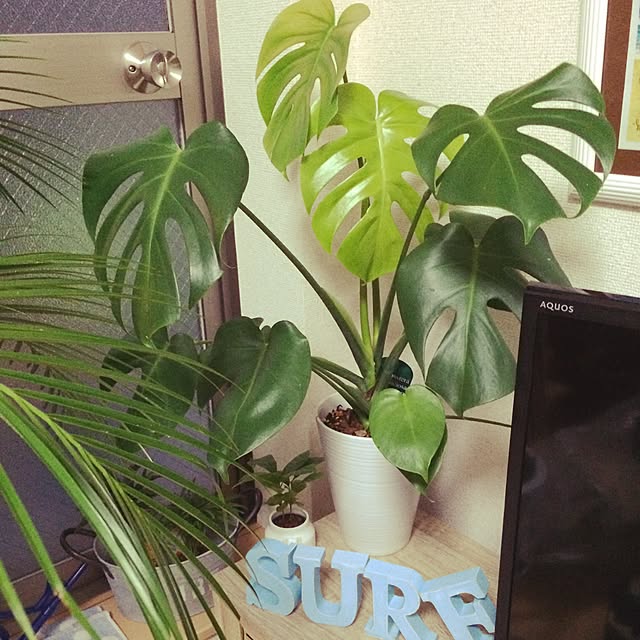 MASAさんの実例写真