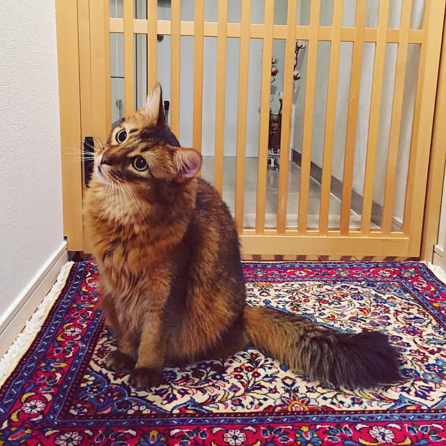 shihoさんの実例写真