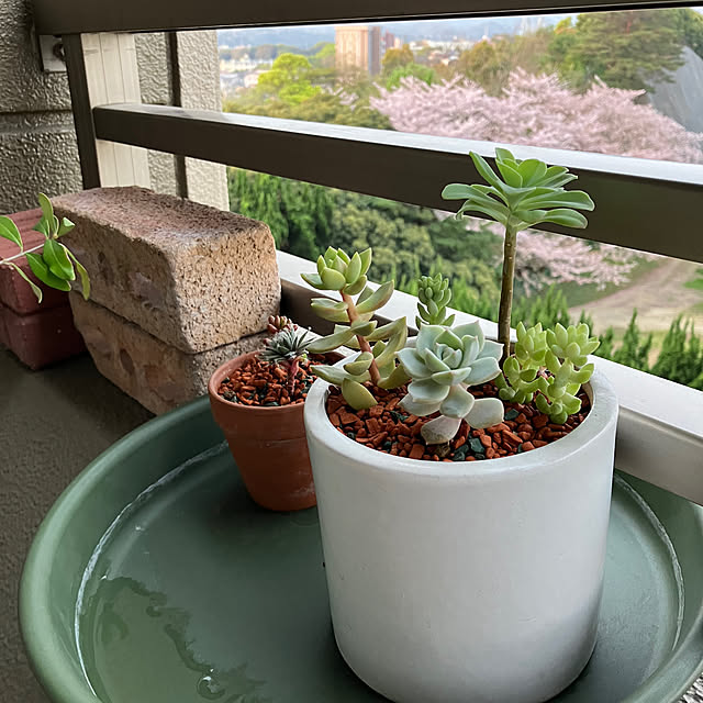 koshiregutyoさんの部屋