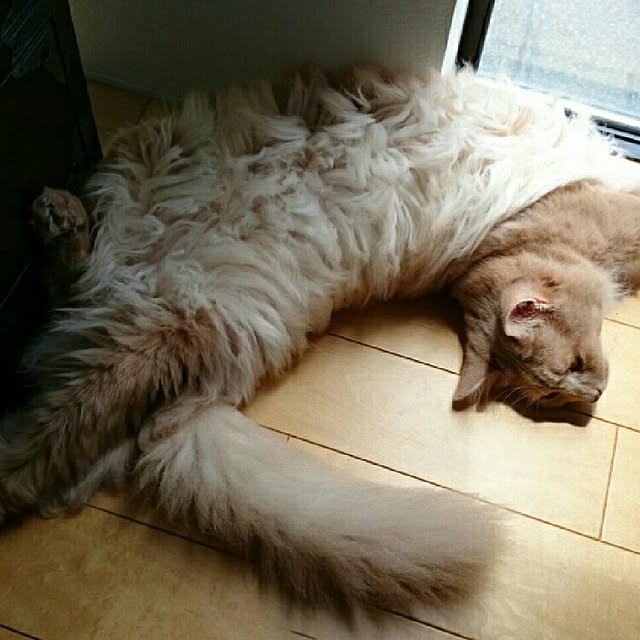 1ldksさんの実例写真
