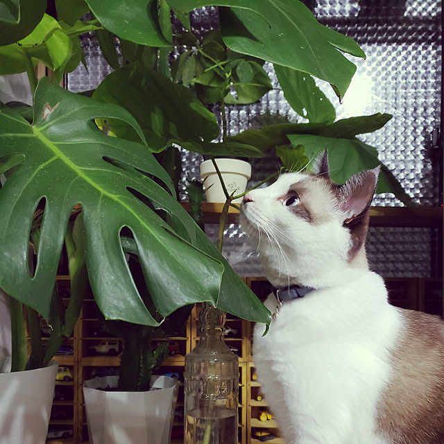 rskさんの実例写真