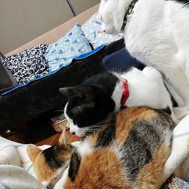 shusen.miyaさんの実例写真